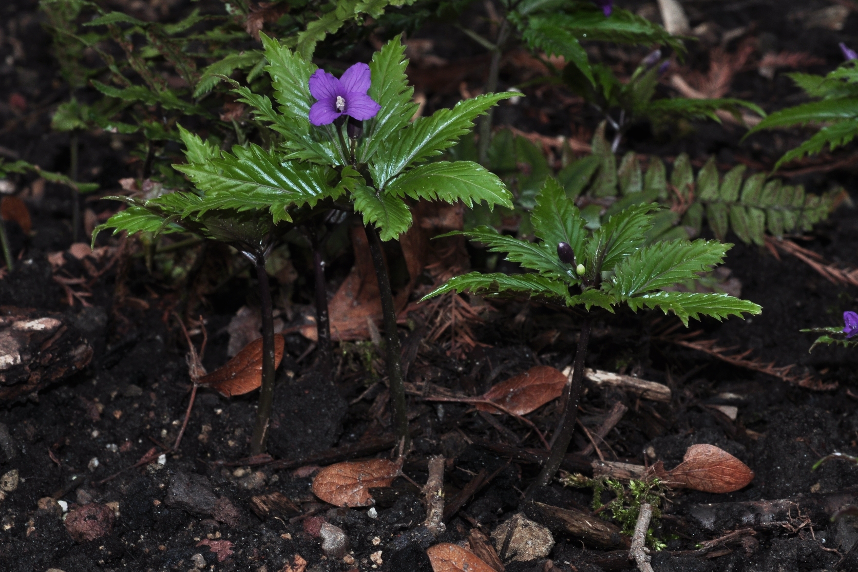 Brassicaceae Cardamine glanduligera