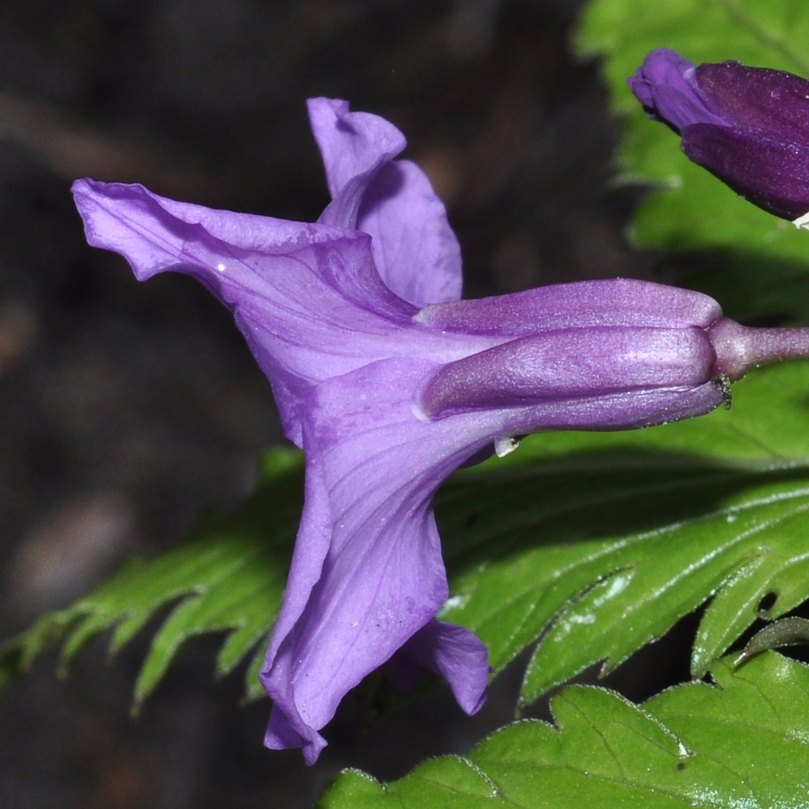 Brassicaceae Cardamine glanduligera