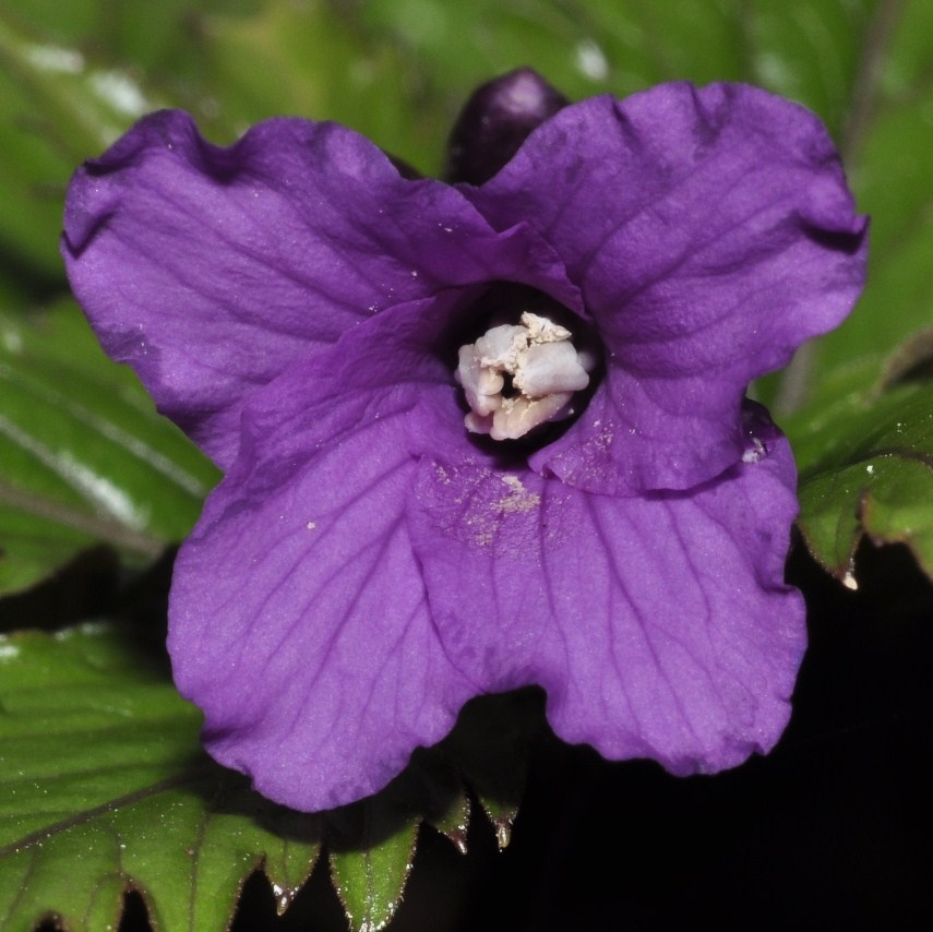 Brassicaceae Cardamine glanduligera