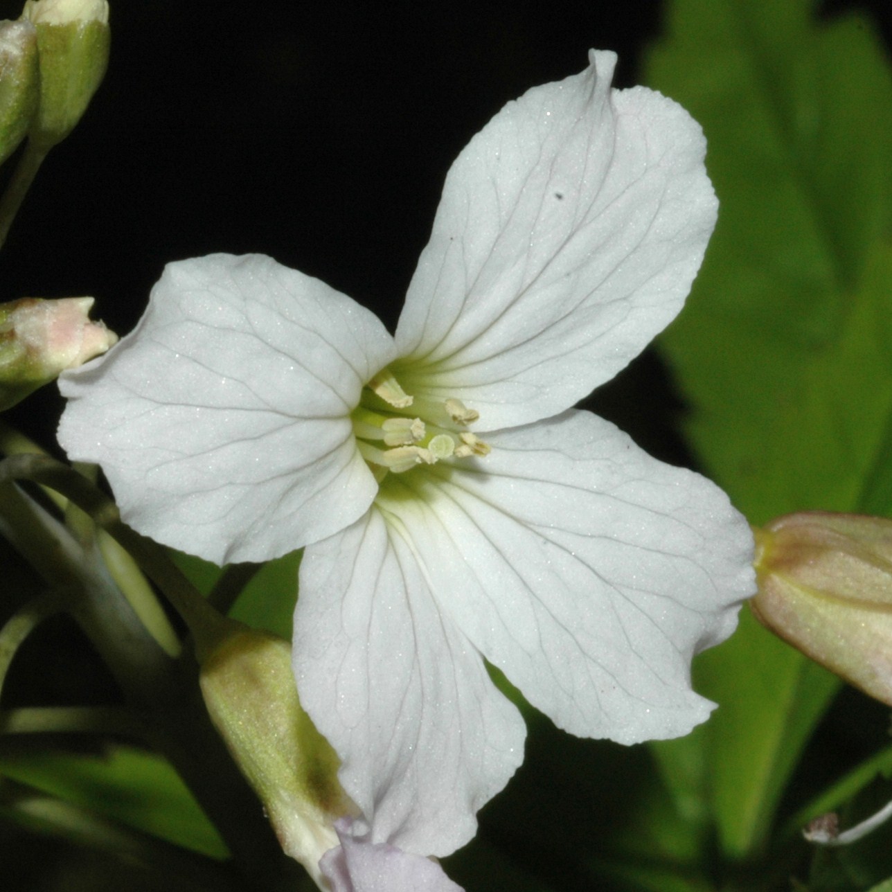 Brassicaceae Cardamine pentaphyllos