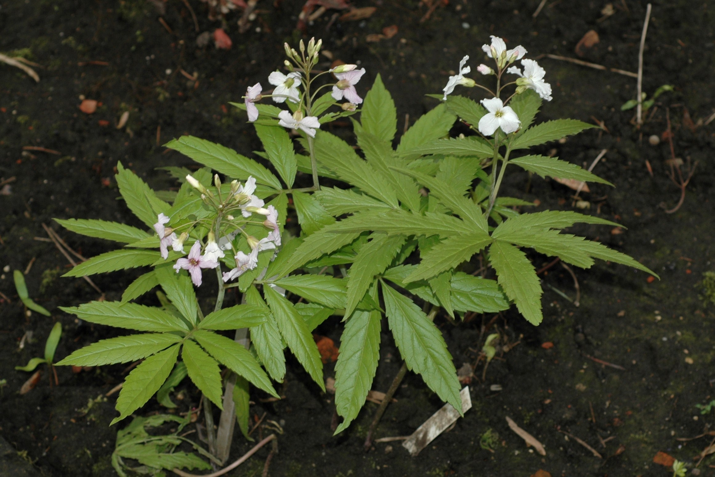 Brassicaceae Cardamine pentaphyllos