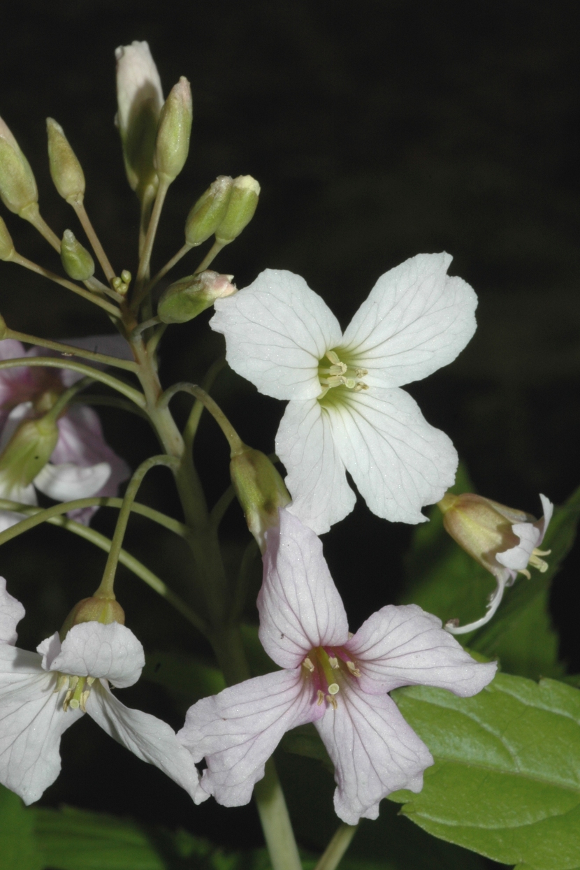 Brassicaceae Cardamine pentaphyllos