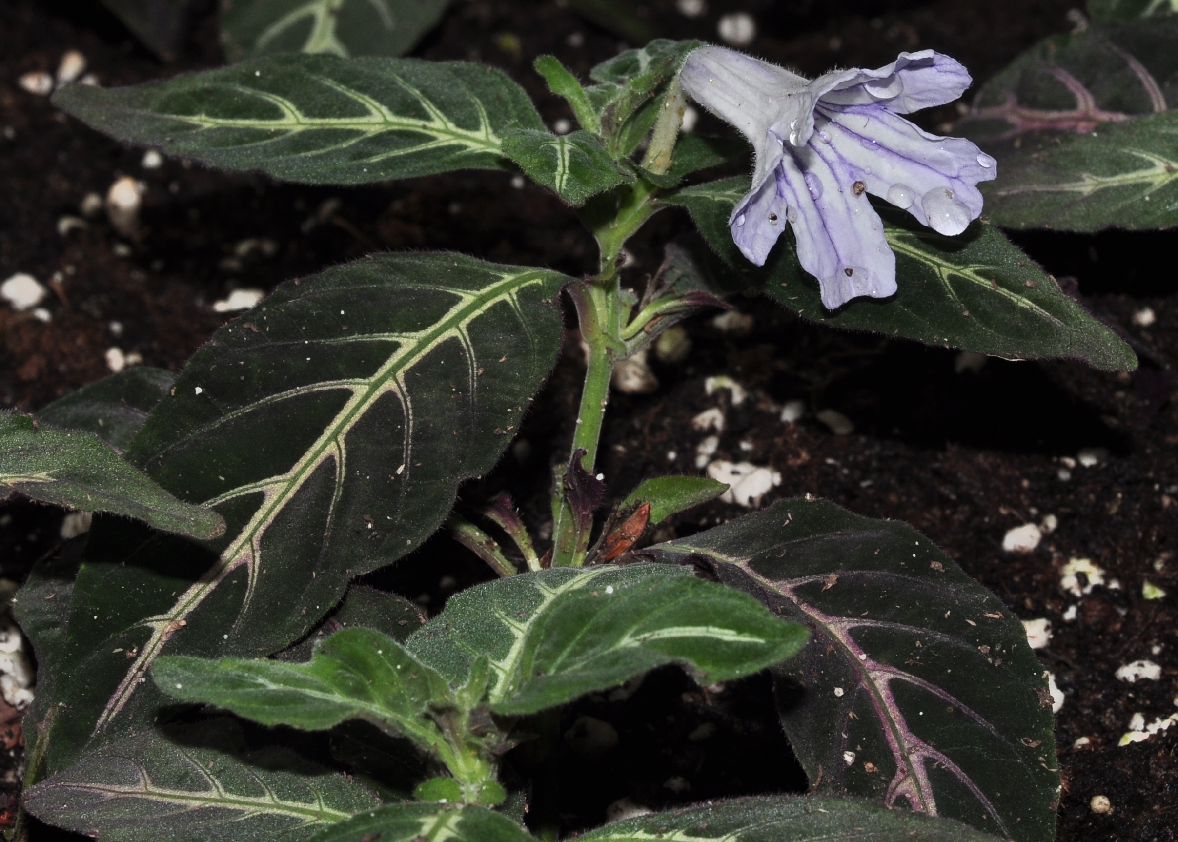Acanthaceae Ruellia devosiana