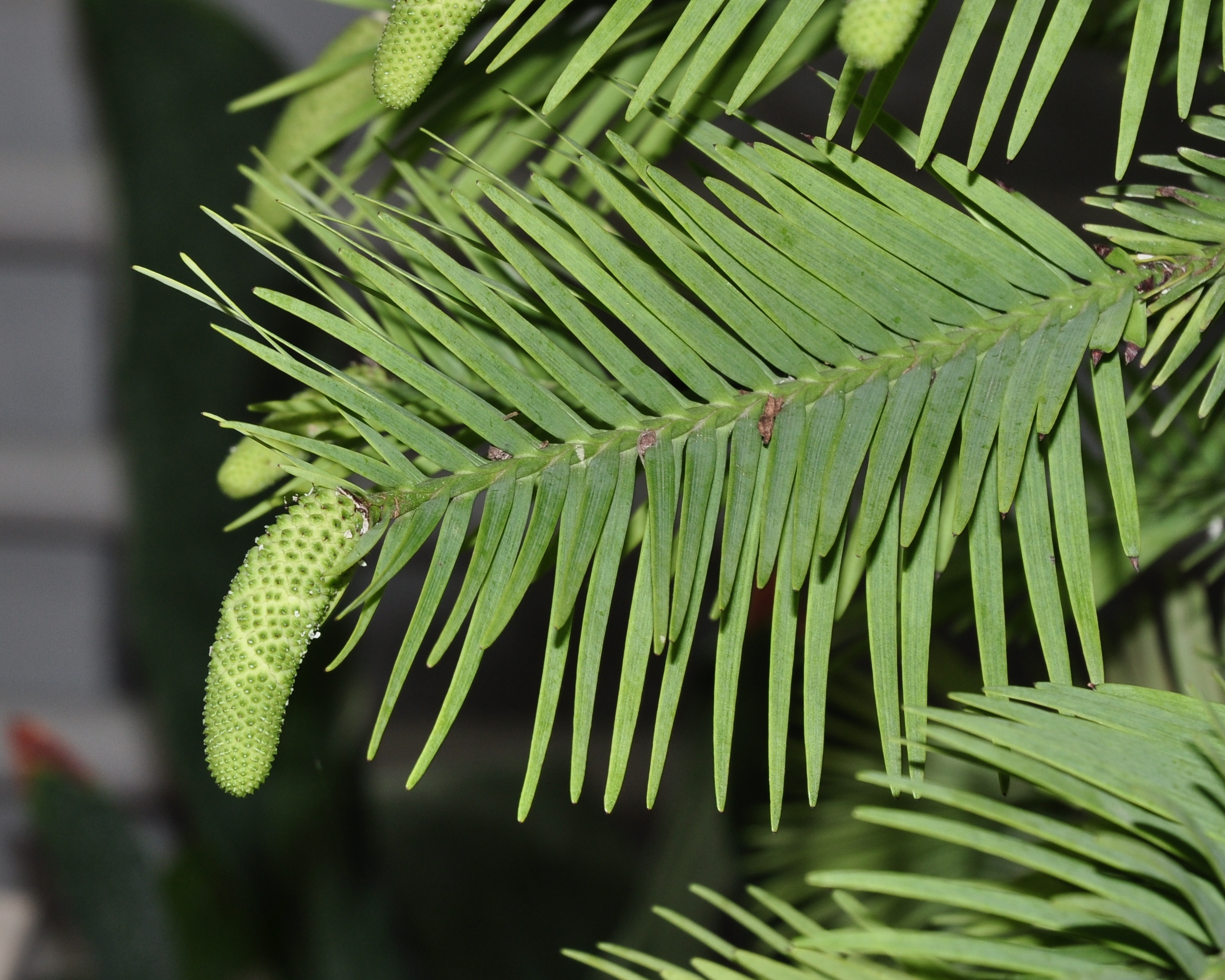 Araucariaceae Wollemia nobilis