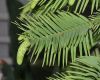 image of Wollemia nobilis