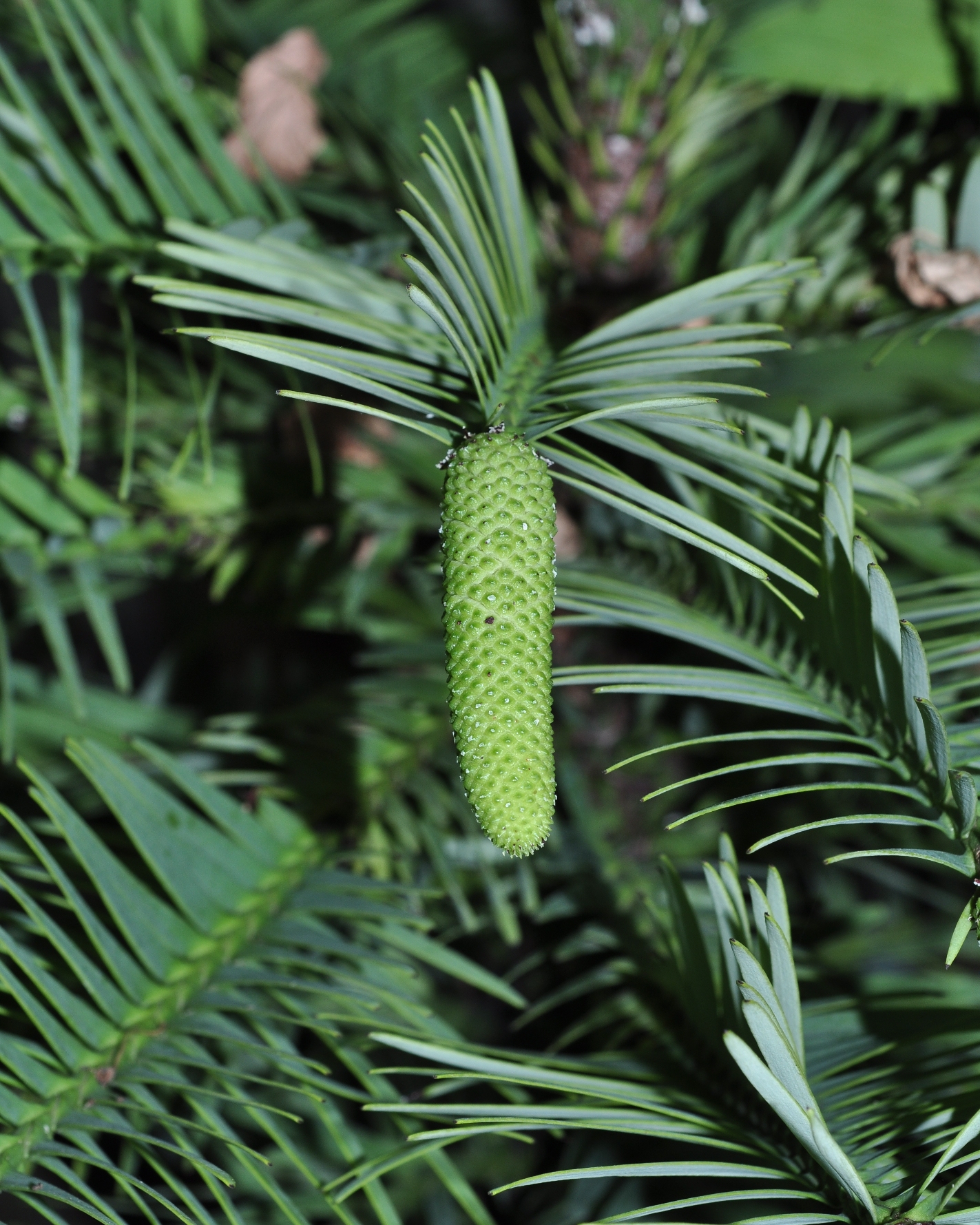 Araucariaceae Wollemia nobilis