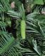 image of Wollemia nobilis