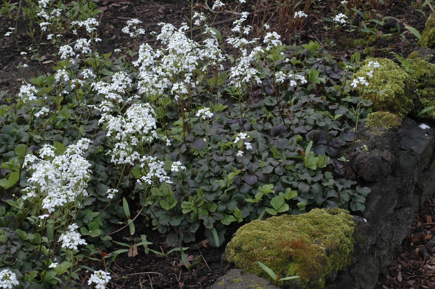 Brassicaceae Cardamine trifolia