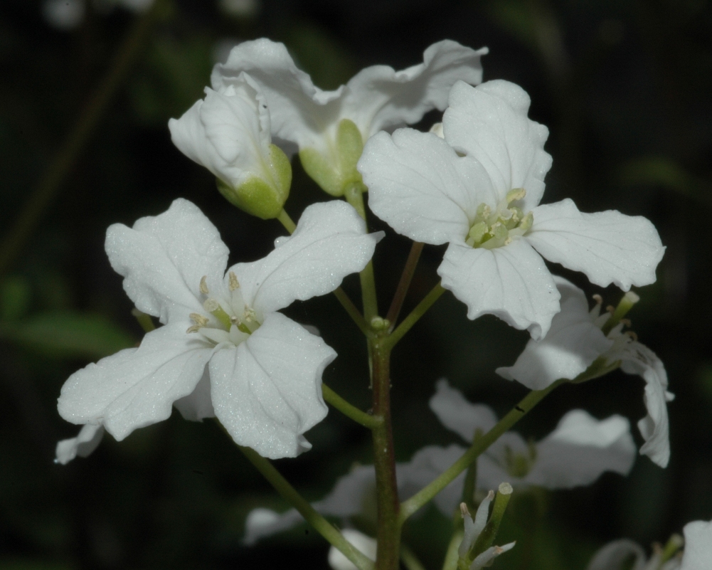 Brassicaceae Cardamine trifolia