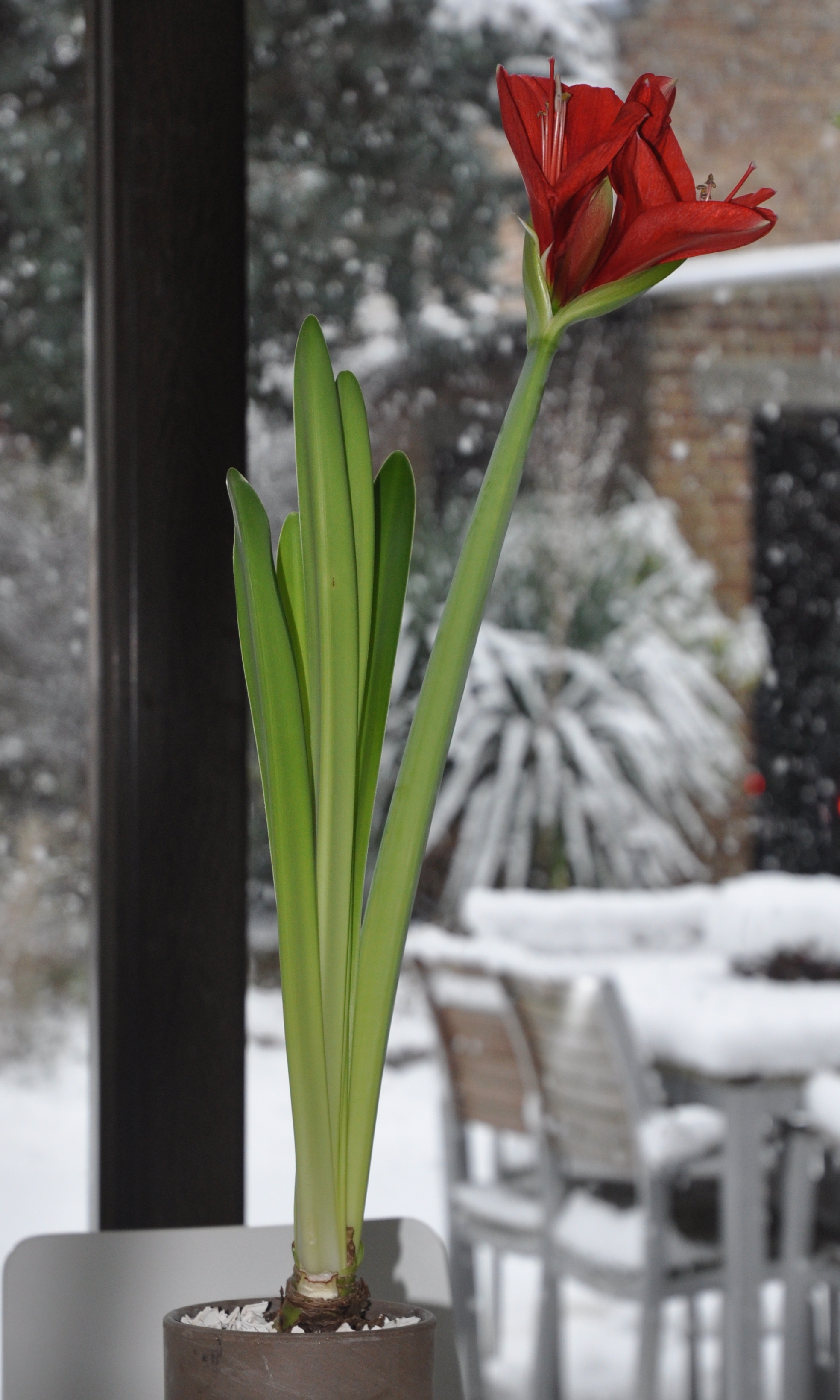 Amaryllidaceae Amaryllis 