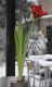 image of Amaryllis 