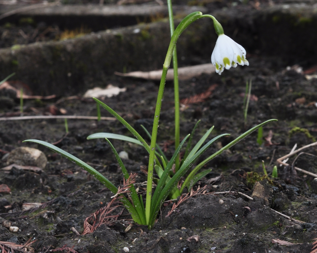 Amaryllidaceae Leucojum vernum