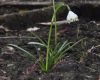 image of Leucojum vernum