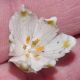 image of Leucojum vernum