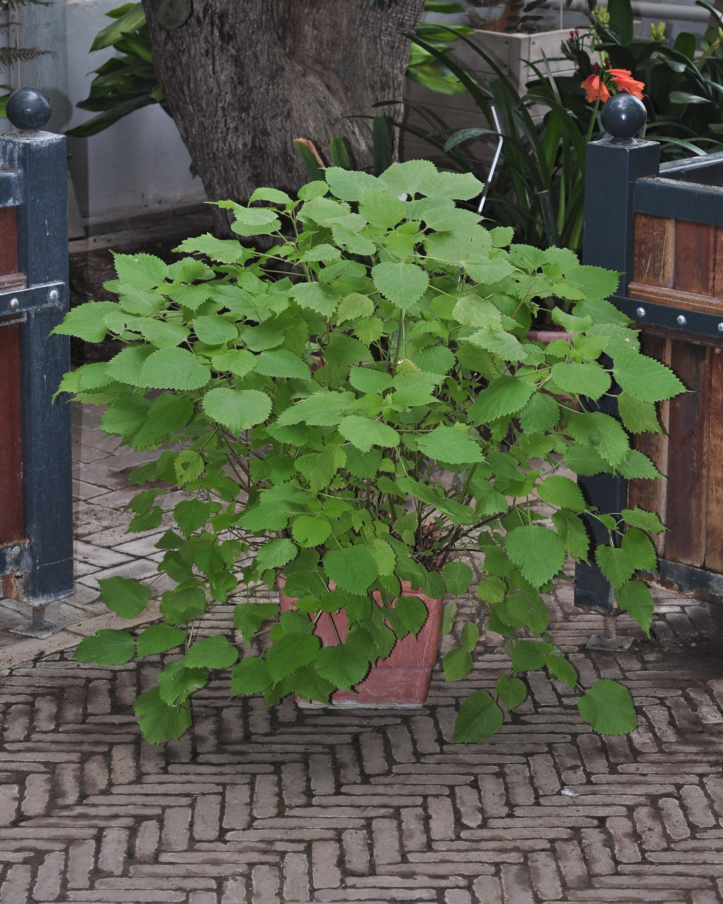 Urticaceae Boehmeria nivea