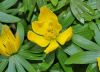 image of Eranthis hyemalis