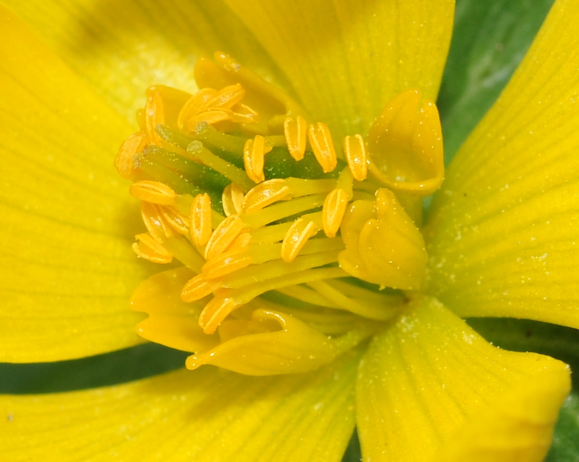 Ranunculaceae Eranthis hyemalis