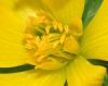 image of Eranthis hyemalis
