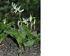 image of Erythronium 