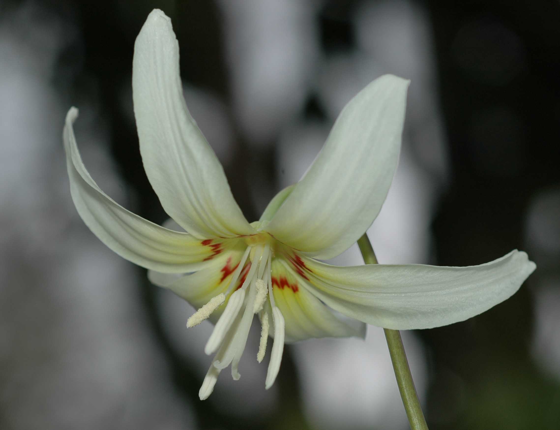 Liliaceae Erythronium 