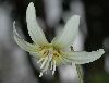 image of Erythronium 