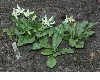 image of Erythronium 