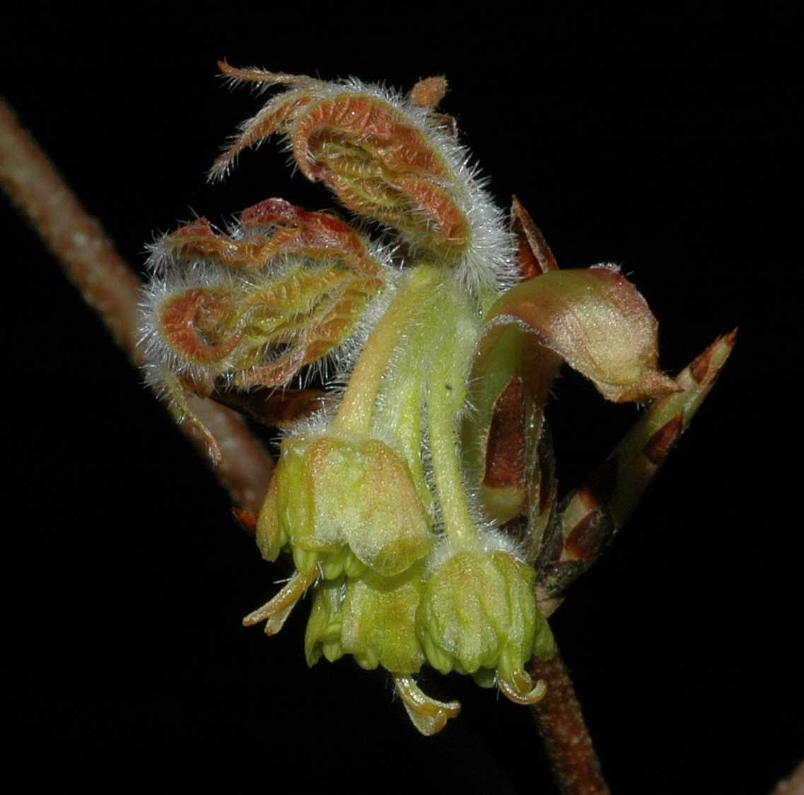 Aceraceae Acer triflorum