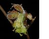 image of Acer triflorum
