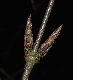 image of Acer triflorum