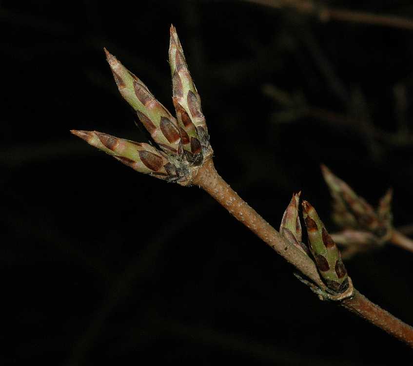 Aceraceae Acer triflorum