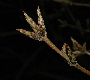 image of Acer triflorum