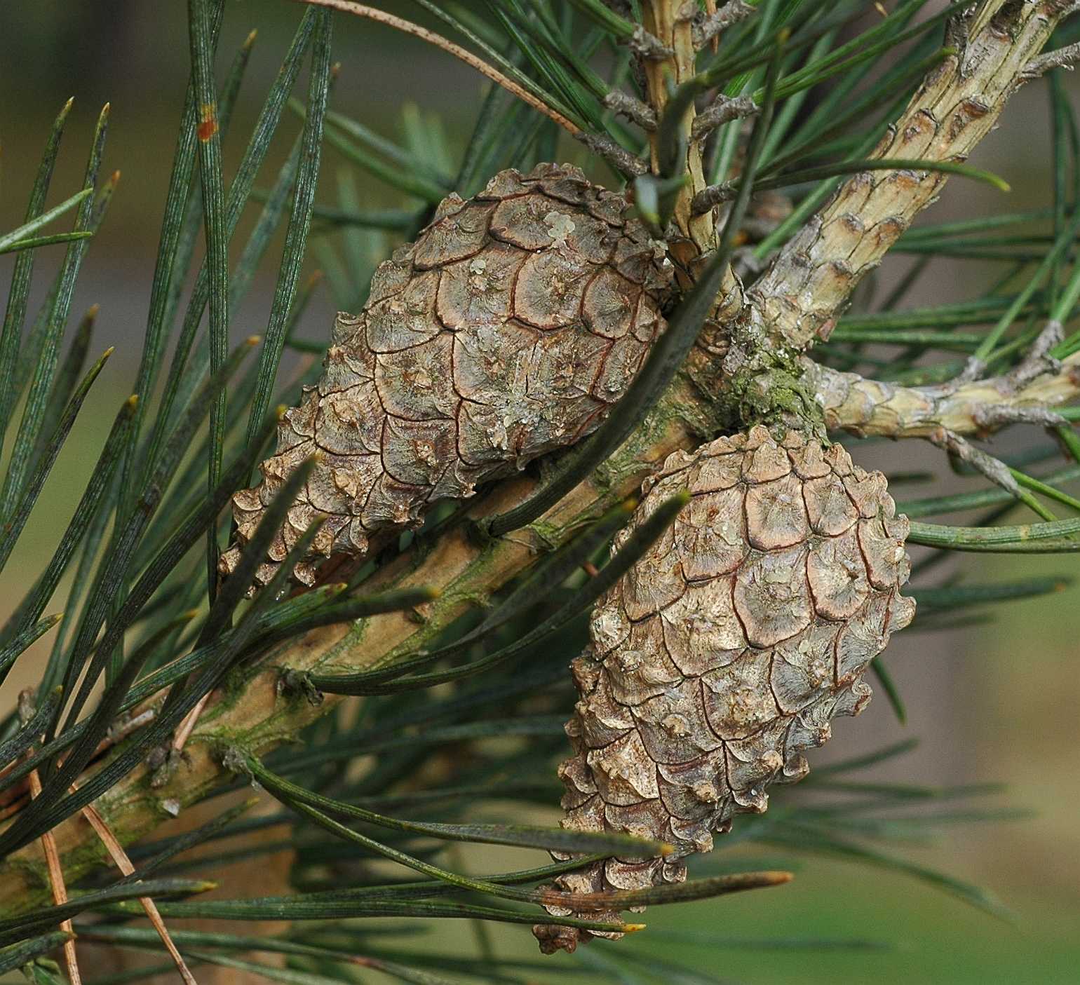 Pinaceae Pinus sylvestris