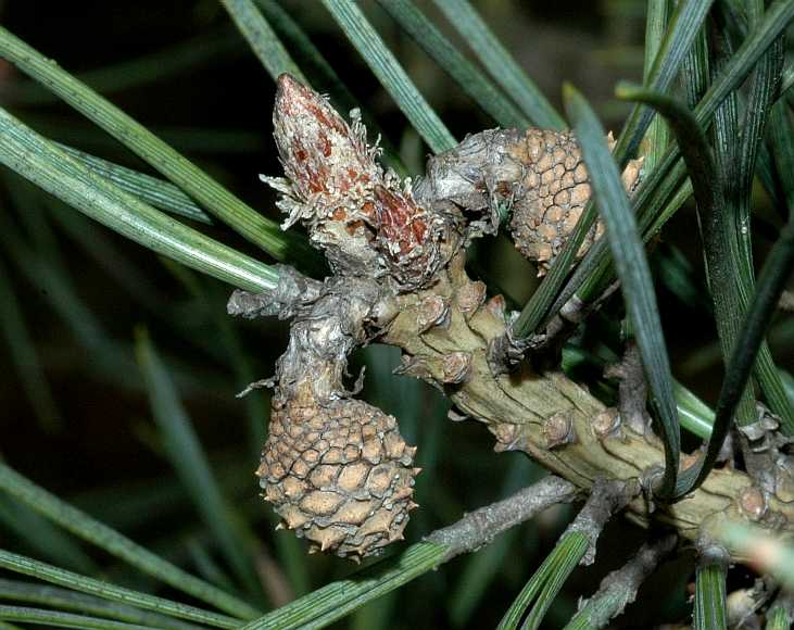 Pinaceae Pinus sylvestris