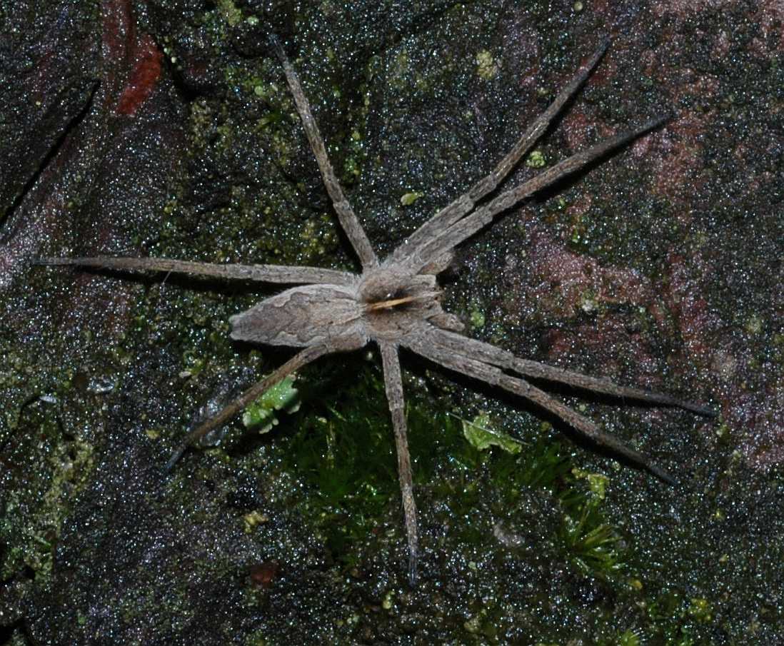Pisauridae Pisaura mirabilis