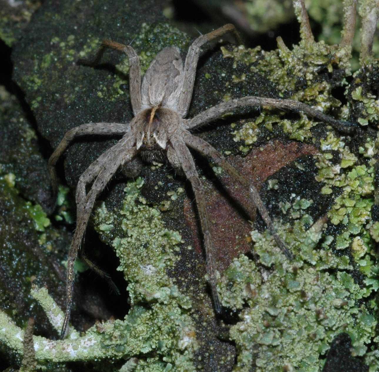 Pisauridae Pisaura mirabilis