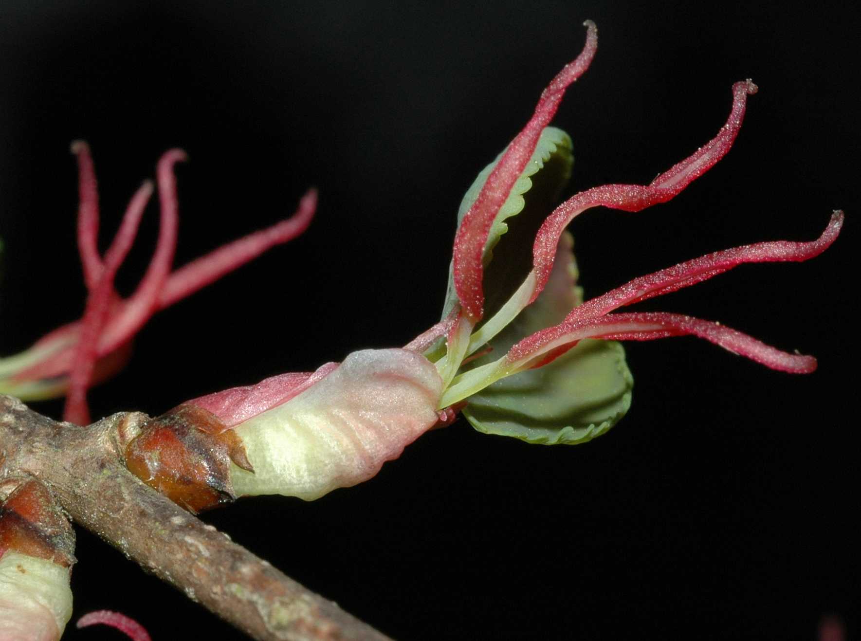 Cercidiphyllaceae Cercidiphyllum japonicum