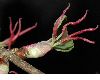 image of Cercidiphyllum japonicum