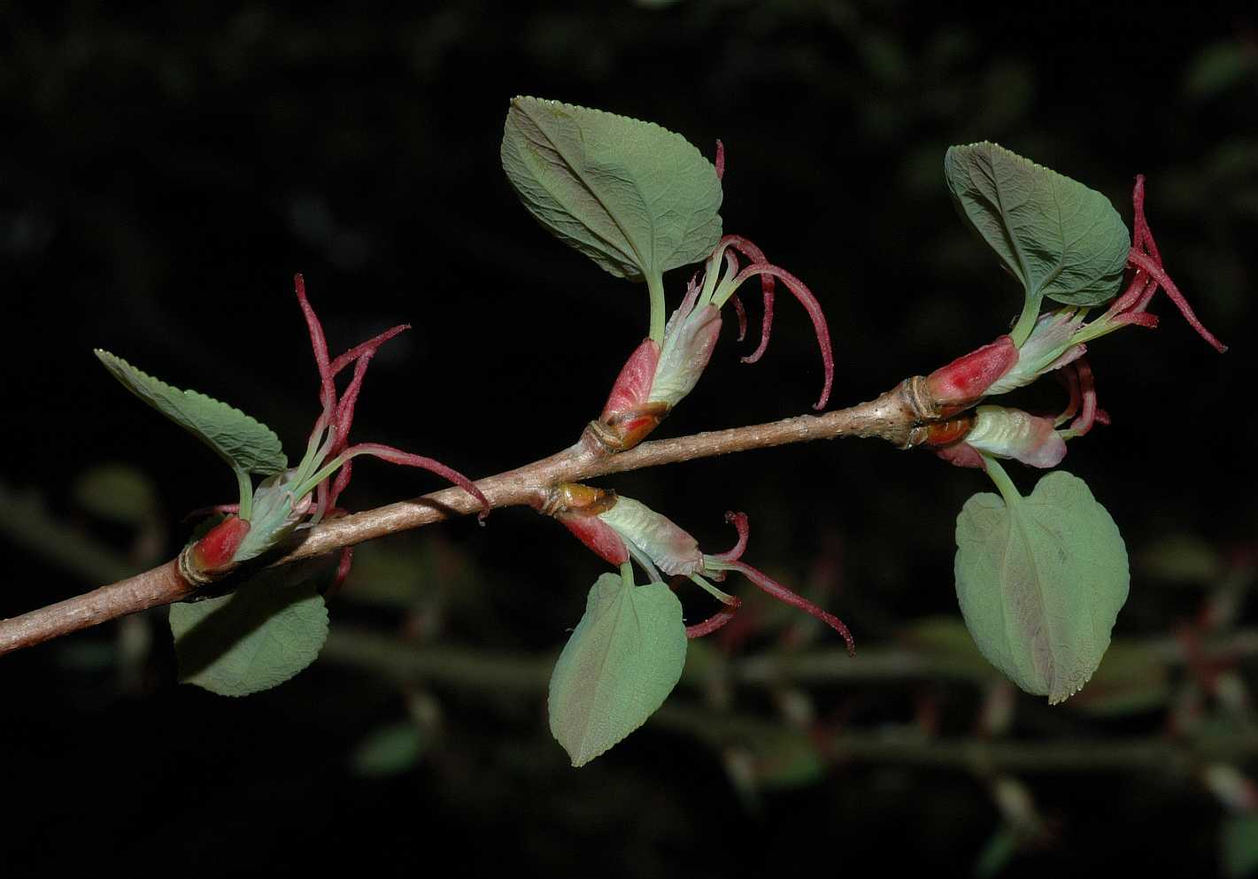 Cercidiphyllaceae Cercidiphyllum japonicum
