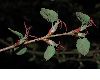 image of Cercidiphyllum japonicum