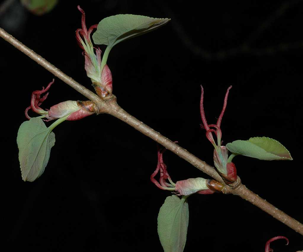 Cercidiphyllaceae Cercidiphyllum japonicum