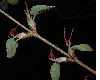 image of Cercidiphyllum japonicum