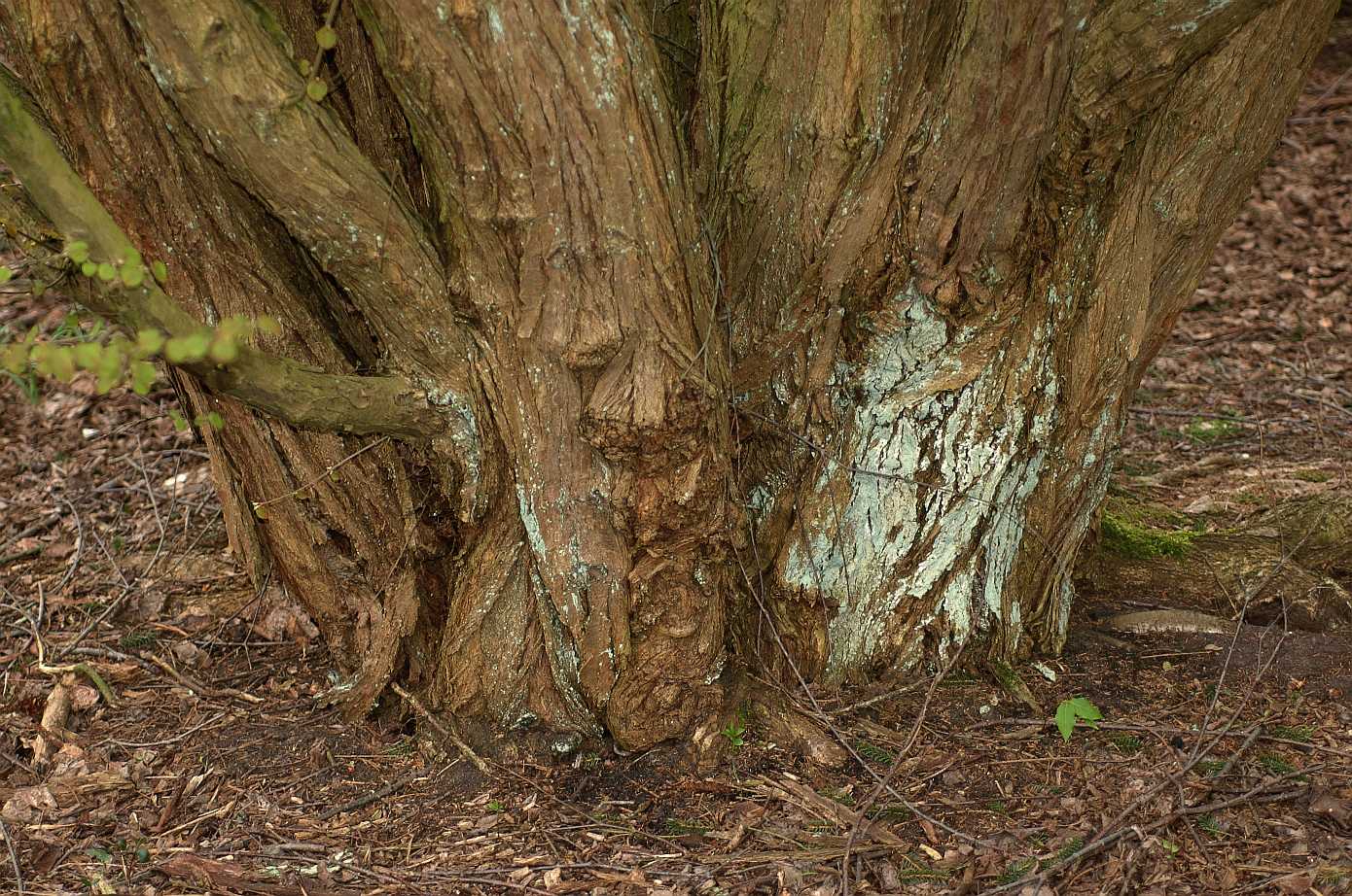 Cercidiphyllaceae Cercidiphyllum japonicum