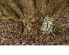 image of Cercidiphyllum japonicum
