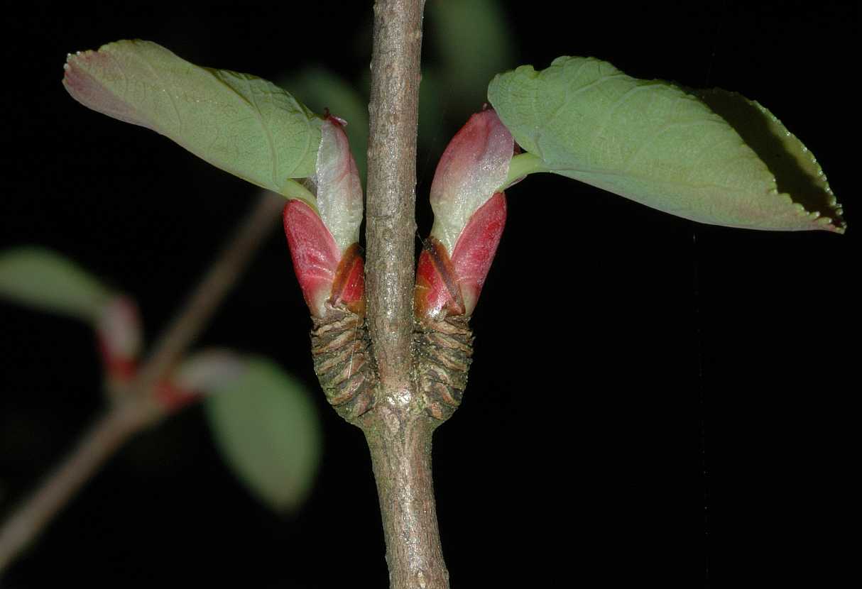 Cercidiphyllaceae Cercidiphyllum japonicum
