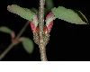 image of Cercidiphyllum japonicum