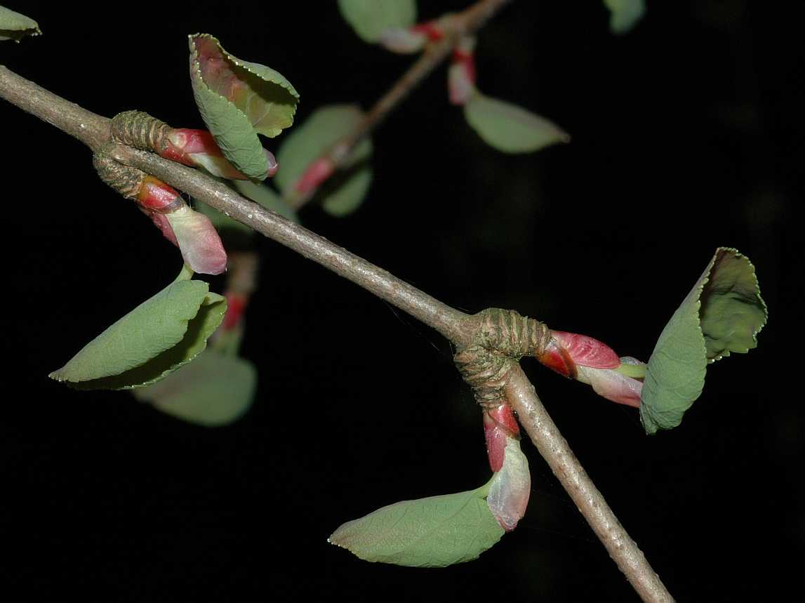 Cercidiphyllaceae Cercidiphyllum japonicum