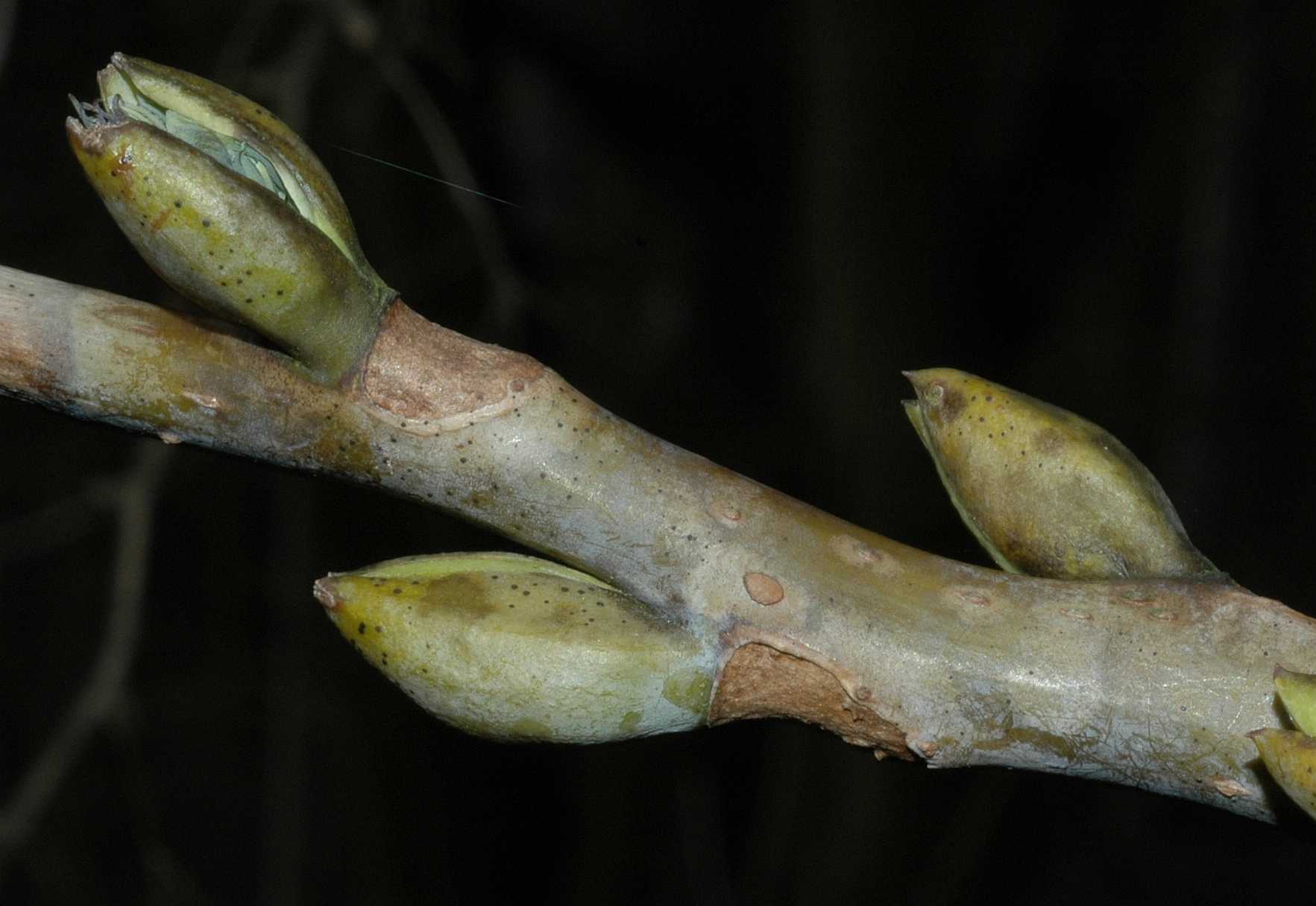 Lardizabalaceae Decaisnea fargesii