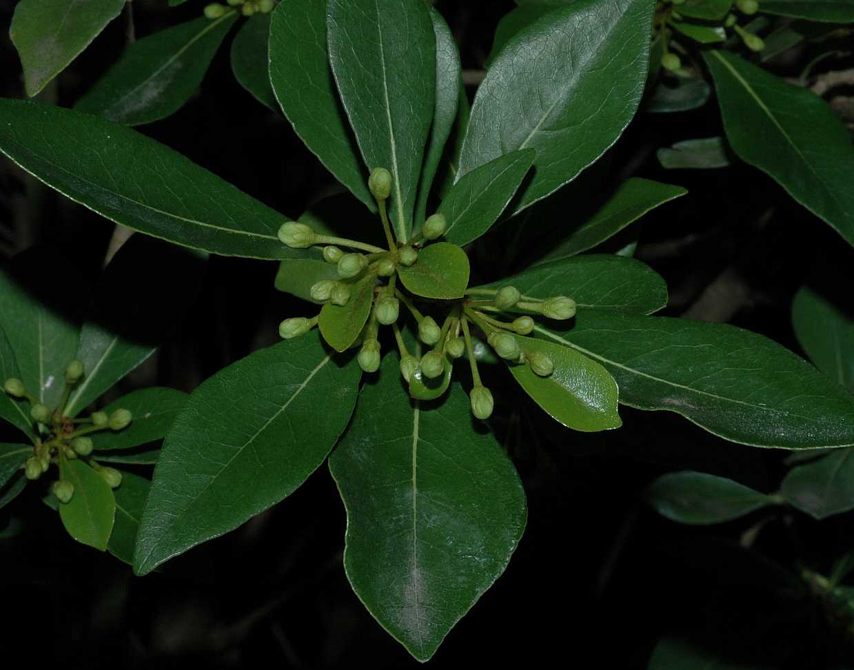 Pittosporaceae Pittosporum heterophyllum