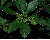 image of Pittosporum heterophyllum