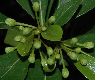 image of Pittosporum heterophyllum